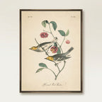 Vintage Warbler IV Wall Art
